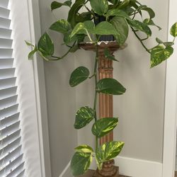 Pothos Green Plant
