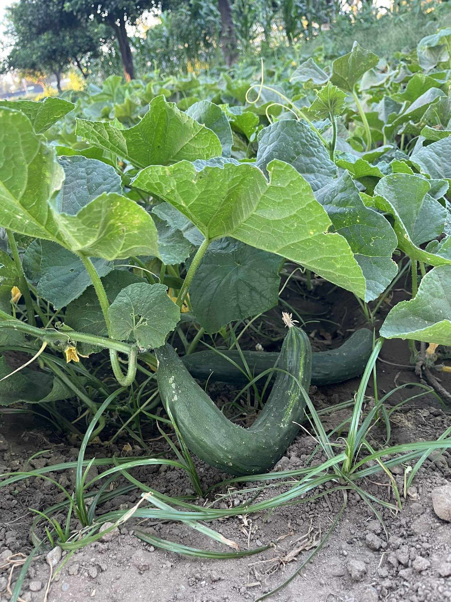 Tengo Pepinos A La Venta