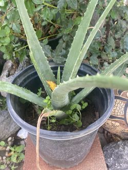 Aloe Vera