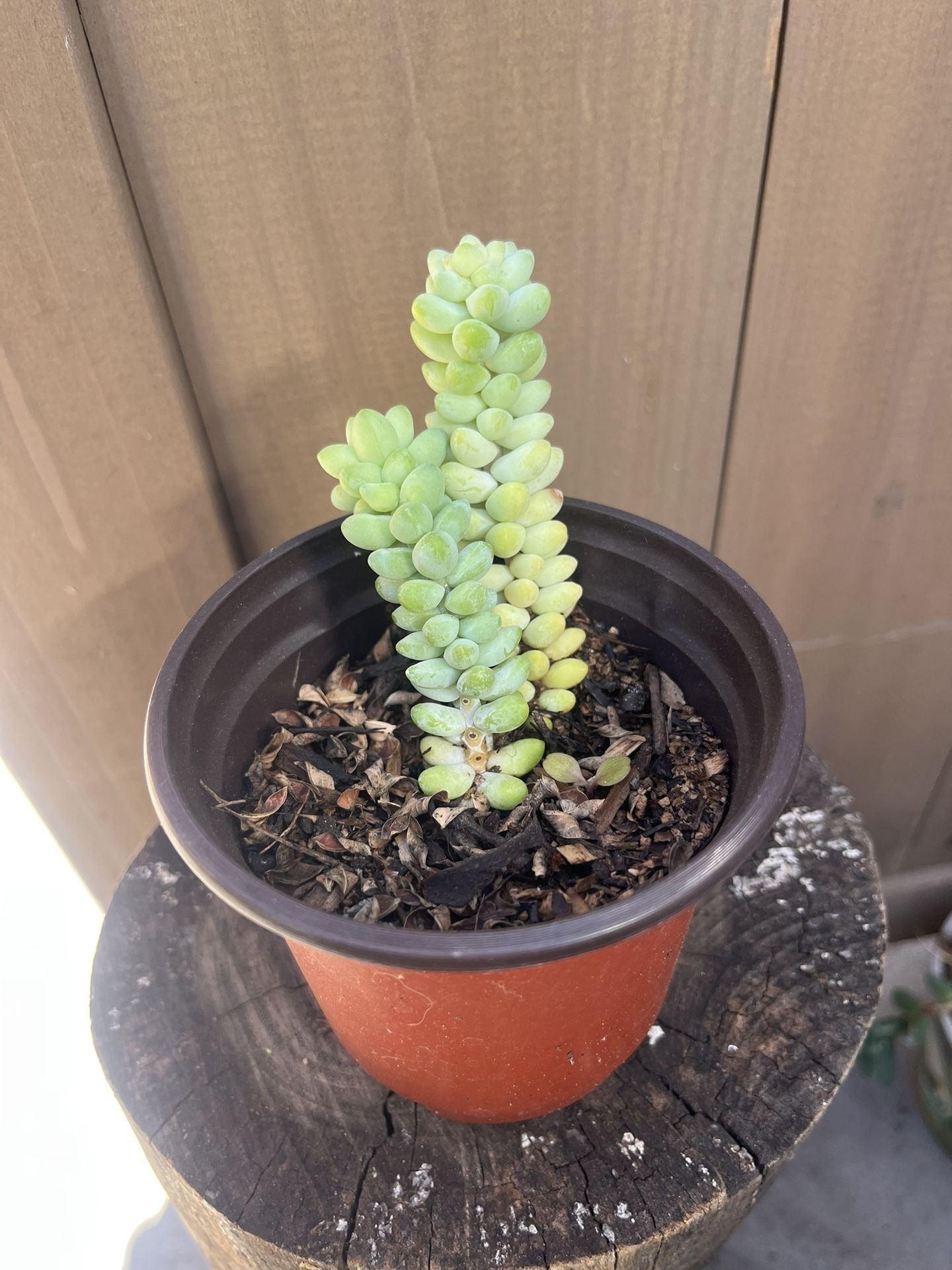 Burro Tail Plant  