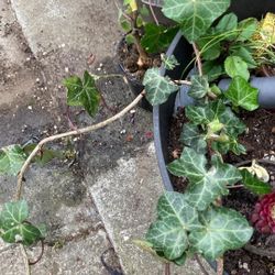 English Ivy