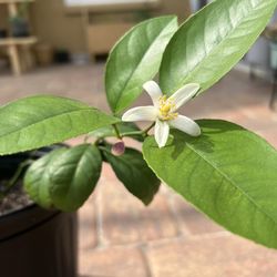Meyer Lemon 🍋 
