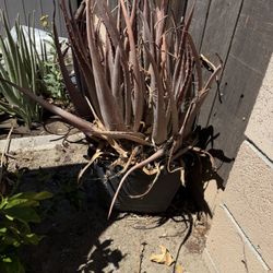 Free Big aloe