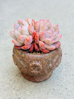 Succulents plants 🪴