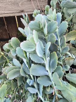 Free Succulent Cuttings