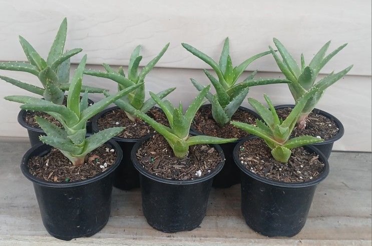 Aloe Succulent Plants 🪴 $2 Each 