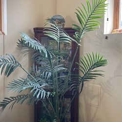 Indoor Plant