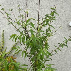 Nectarine tree (white) / Arbol de nectarina  $60