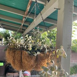 Live Hanging Plant