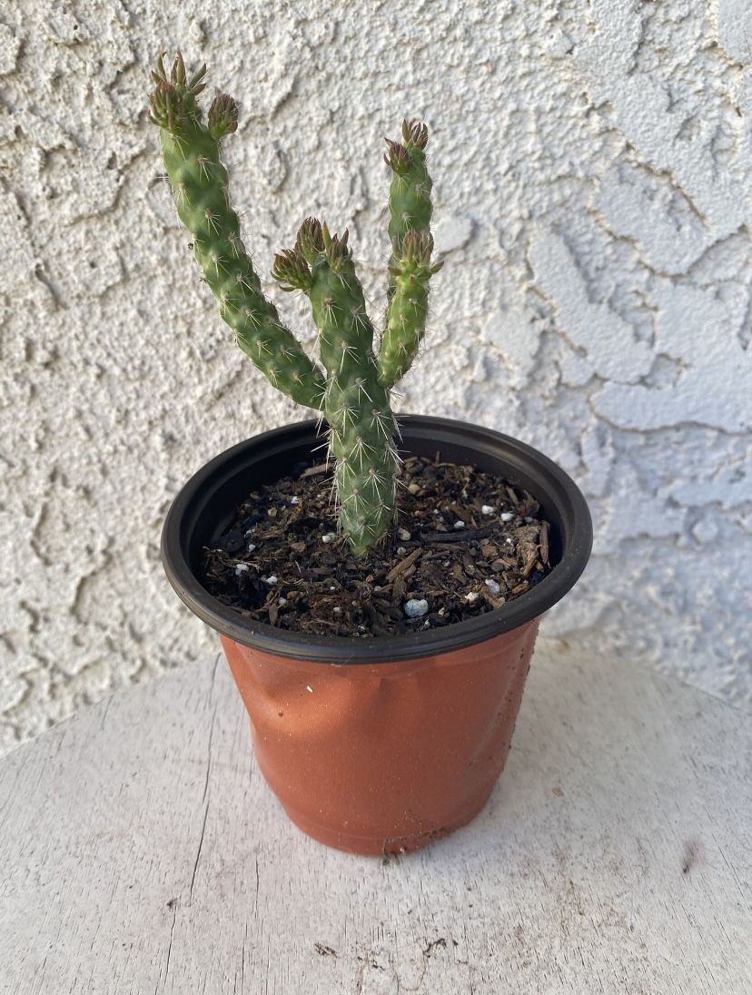 4 Inch Pot Cactus Plant- Opuntia Subulata - Eve’s Needle Cactus - Live Cacti - Rooted & Established - Drought Resistant -  Beautiful Flowers 🌺 🌵 