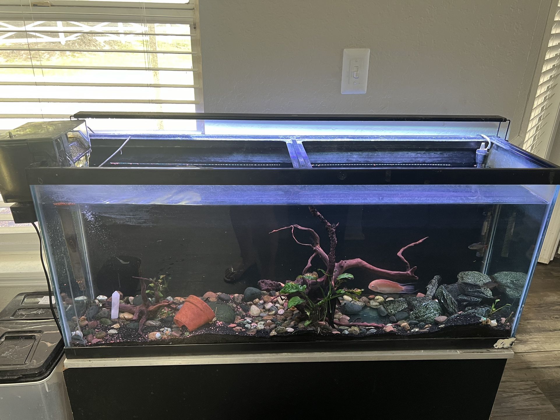 Fish Tank