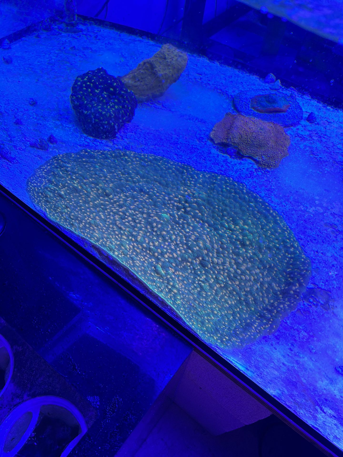 Huge Space Invader Coral 