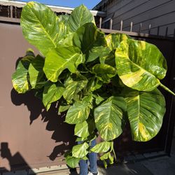 10” Massive Hawaiian Pothos