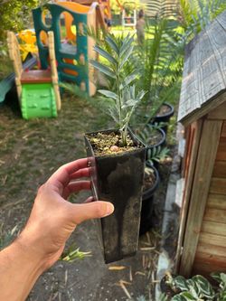 Encephalartos horridus blue cycad seedlings