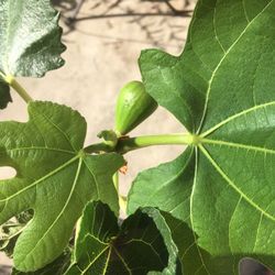 $20 Fig tree with fruit in 5 gallon