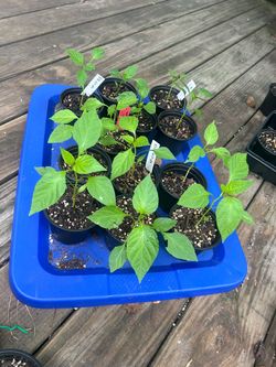 Bell Pepper Plants, Banana Pepper Plants & Broccoli Plants🪴🌱🪴🌱