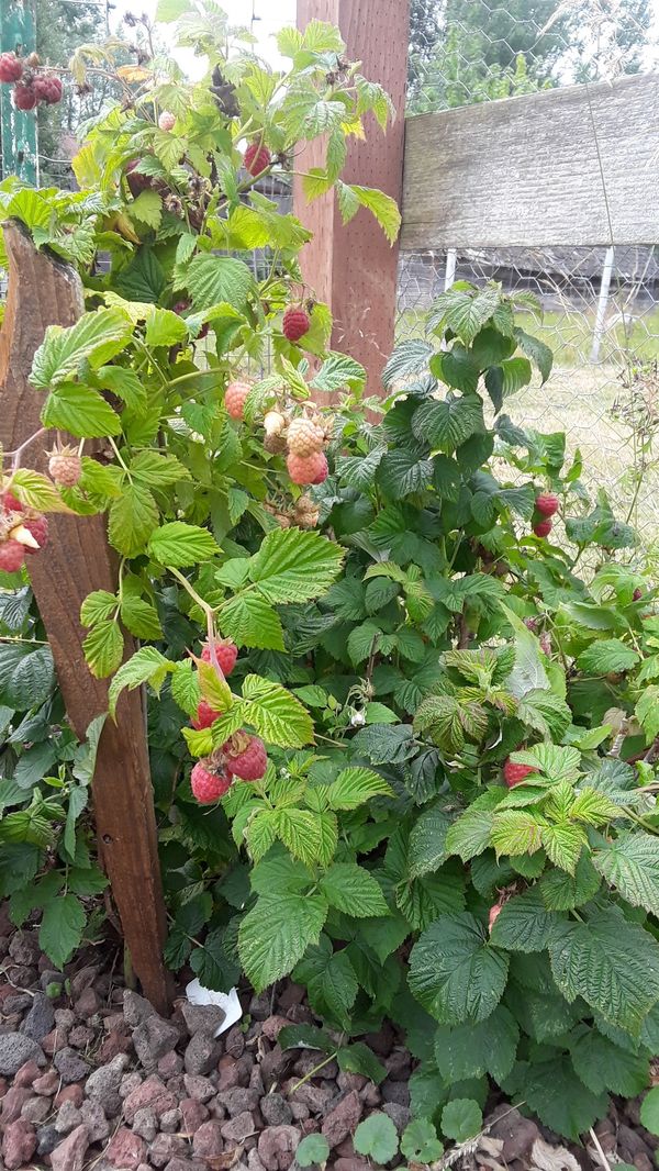 Everbearing raspberry plant. for Sale in Rainier, WA OfferUp