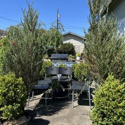 $195 Each Beautiful Spiral Boxwood Plant 