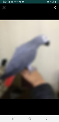 african grey bird cage very healthy