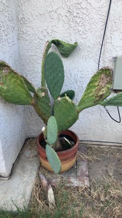 2 cactus plants in pots garden