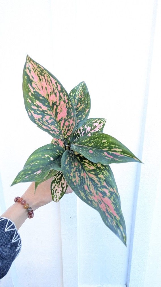 Aglaonema Valentina Plant 4" Pot - Indoor House Plants