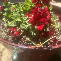 Plantas , Flores