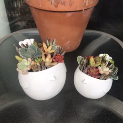 Cute Succulent Pots 