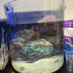 Fish Tank