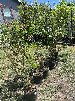Crepe Mirtle For Sale. We Are Located In Buda Tx.