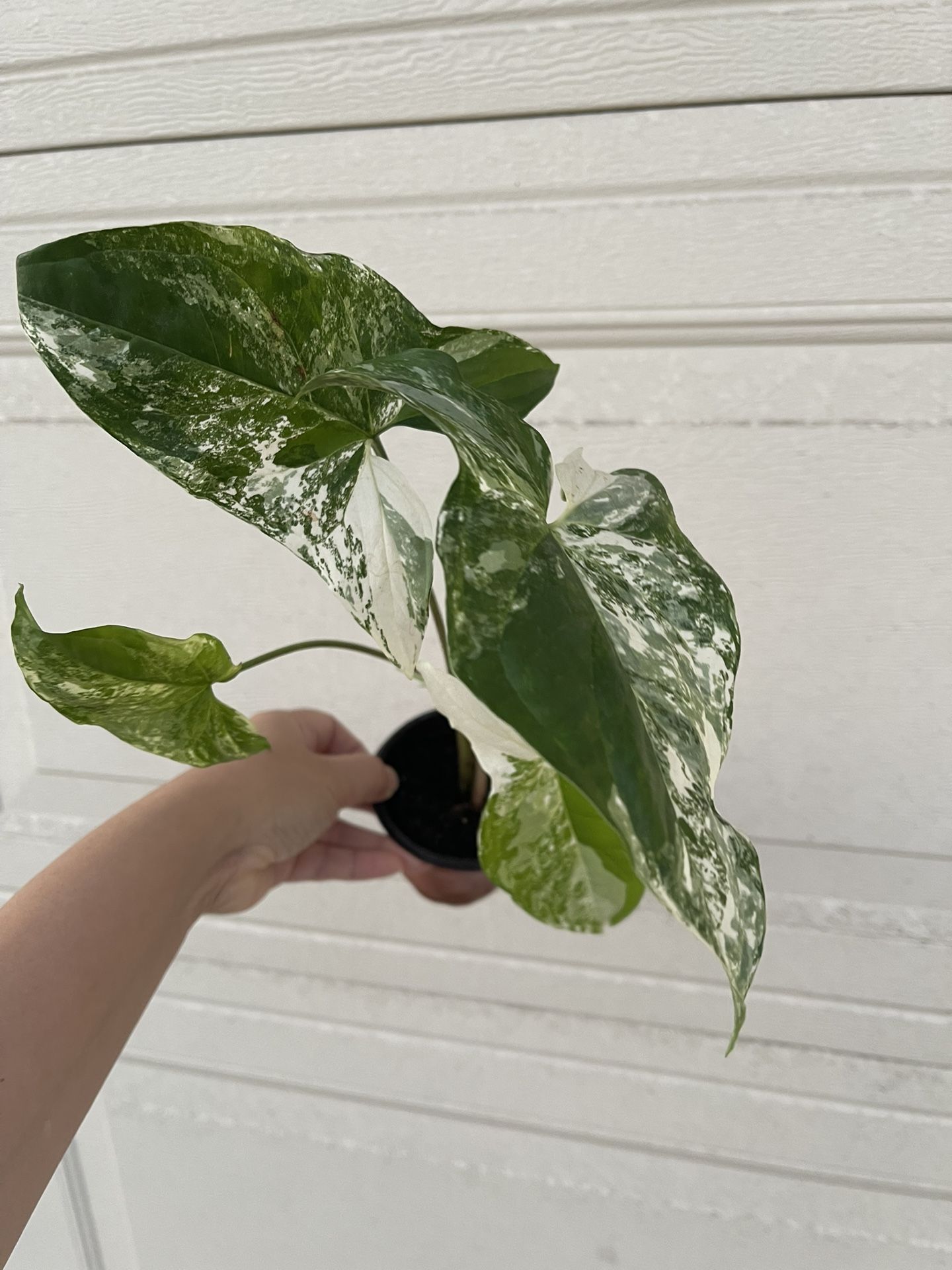 Albo Syngonium Plant