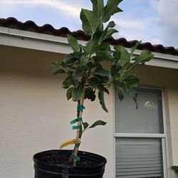 Wurtz Grafted Avocado 3 Gallon 