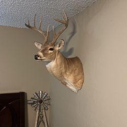 Mounted Deer Head