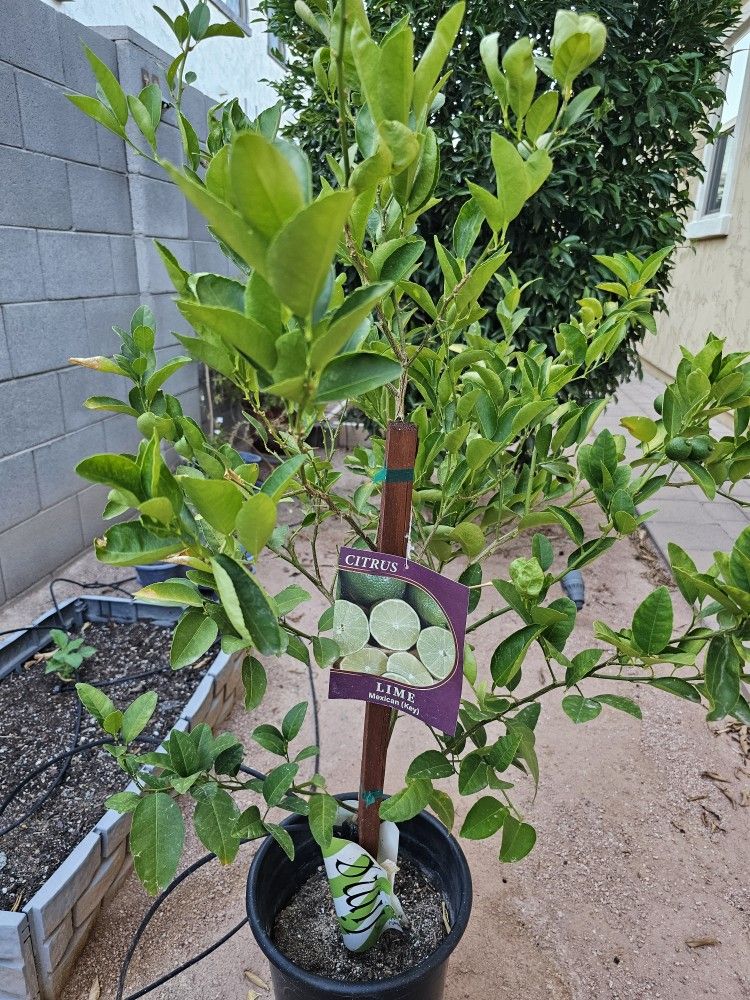 Key Lime Plant (Original Costco) with fruits