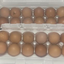 Fresh Eggs