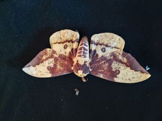 Imperial Moth Displayed 