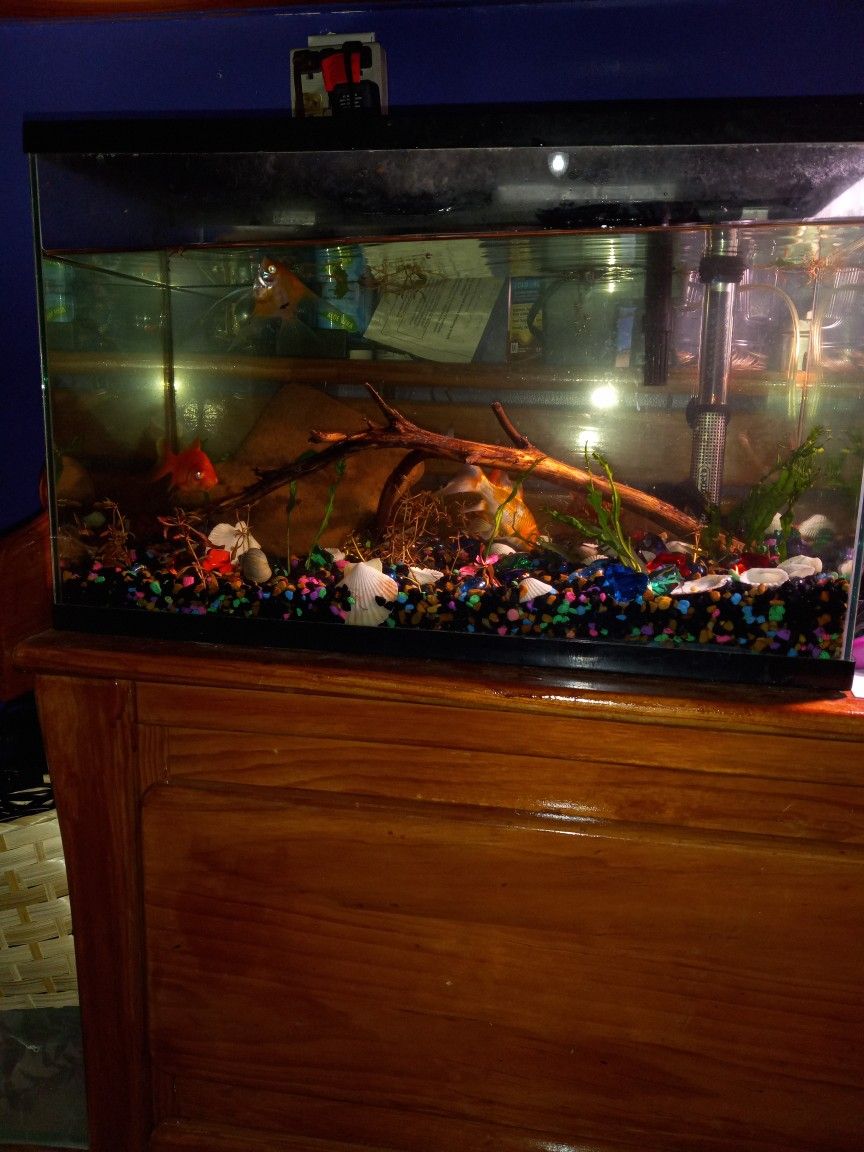 Custom Fish Tank Setup And Cleaning 
