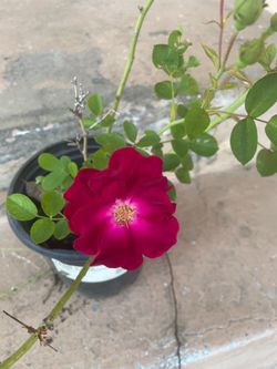 Red Rose Plant