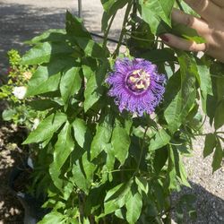 MAYPOP PURPLE PASSION FLOWER PLANT (PASSIFLORA INCARNATA)