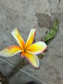 Cutting plumeria
