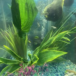 45 Gallon Tall Fish Tank With Stand