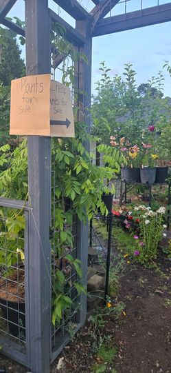 Plants for sale