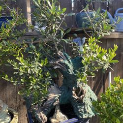 Bonsai Olive Trees, Forest Style In Group Planting $90. Good Deal.
