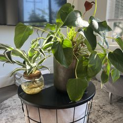 Plants