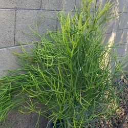 Desert Plants/ Succulent/ Pencil Cactus Plant