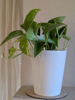 Healthy Beautiful Indoor Plant ( Pothos)