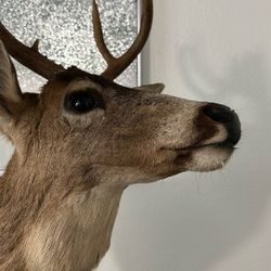 deer head