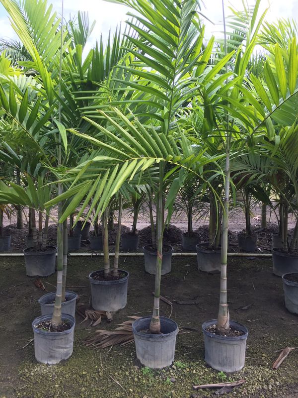 Alexander palm trees for Sale in Miami, FL OfferUp