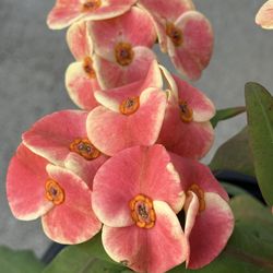 Corona De Cristo Camaliona 