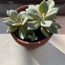 Succulents In 3.5” Terracotta Pot
