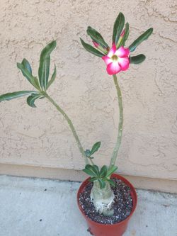 Desert Rose large